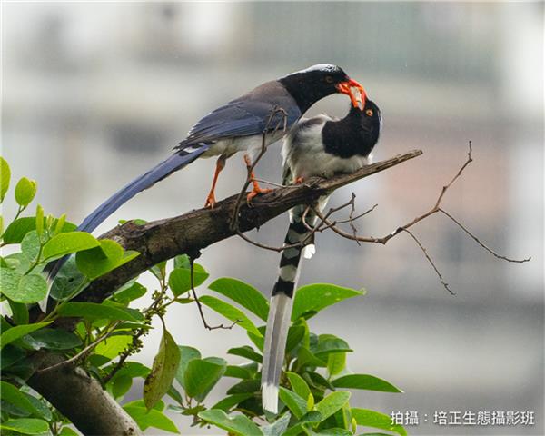 紅嘴藍鵲
